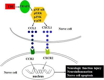 Pathogenic Functions of Tumor Necrosis Factor Receptor-Associated Factor 6 Signaling Following Traumatic Brain Injury